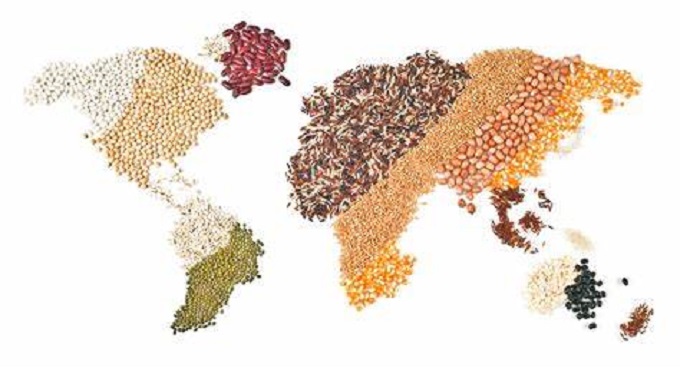 Global grains production may dent because of the shortage of nitrogen fertilizer